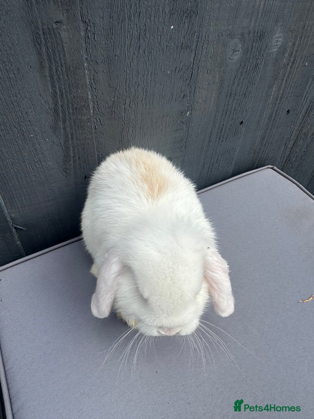 Mini Lop rabbits for sale: Mini lop Bunnies’s  - Image 5