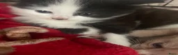Domestic Shorthair cats for sale: 3 male domestic shorthair kittens - Advert 9