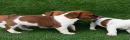 Jack Russell dogs for sale: Pure breed short tail Jackrussell pups  - Advert 5