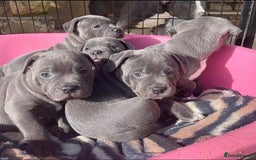 Staffordshire Bull Terrier dogs for sale: Playful Blue Staffordshire Bull Terriers For Sale - Image 4