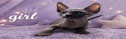 Sphynx cats for sale: Sphynx Kittens Looking for Their Forever Homes - Advert 3