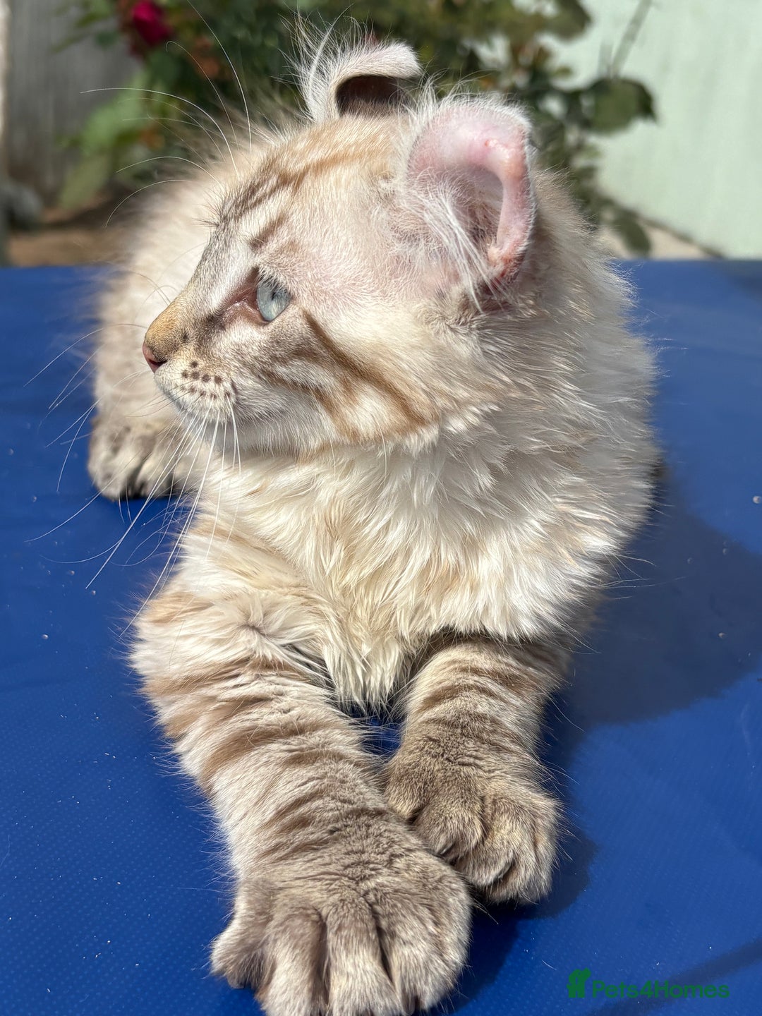 Keetso cats for sale: Stunning polydactyl longhaired snow leopard Keetso - Image 12