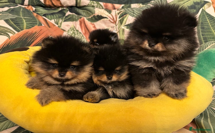Pomeranian dogs - Advert 1