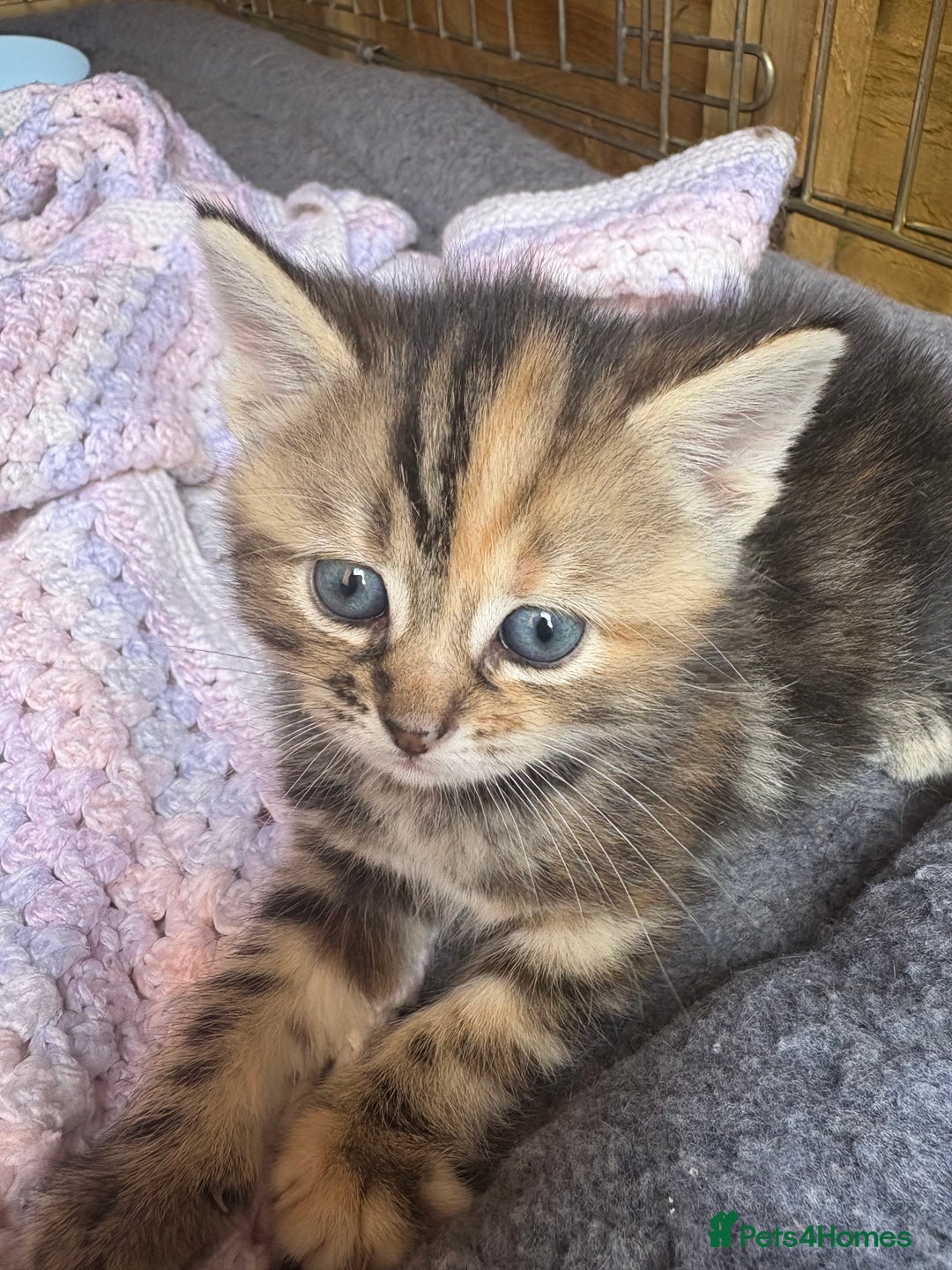 Domestic Shorthair cats for sale: Beautiful/chunky domestic short hair kittens  - Image 5