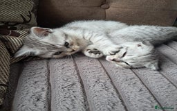Scottish Fold cats for sale: Two boys Scotitish fold - Image 11