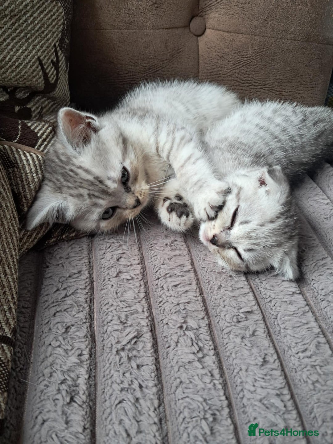 Scottish Fold cats for sale: Two boys Scotitish fold - Image 11