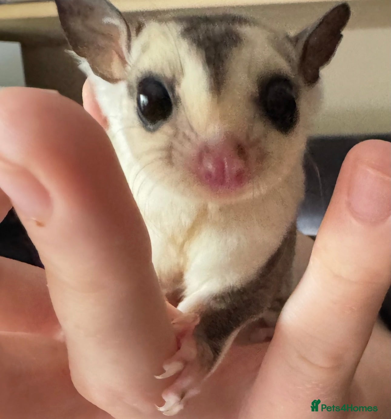 Sugar Glider rodents Two white face males available  - Advert 6