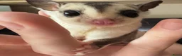 Sugar Glider rodents for sale: Two white face males available  - Advert 1