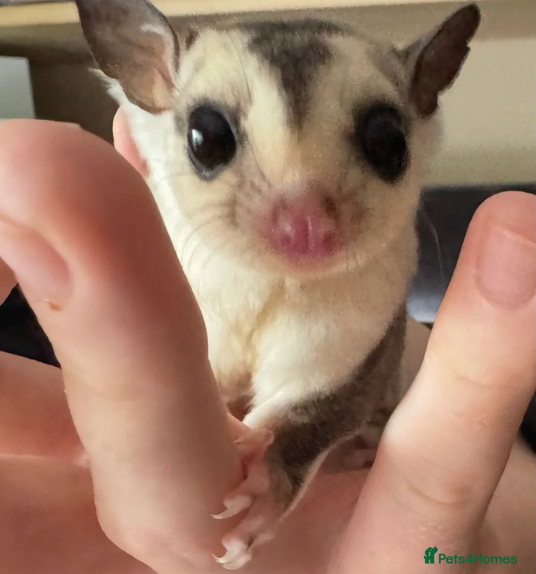 Sugar Glider rodents for sale: Two white face males available  - Advert 1