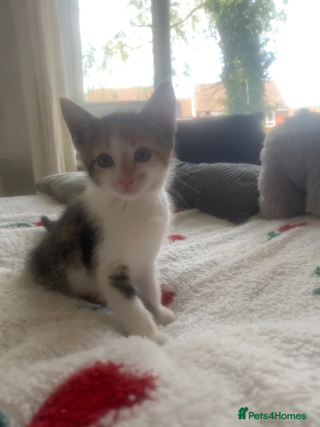 Mixed Breed cats for sale: Female kitten - Advert 1