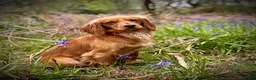 Cocker Spaniel dogs for stud: Small, Compact KC reg,Health Tested Cocker at Stud - Advert 2