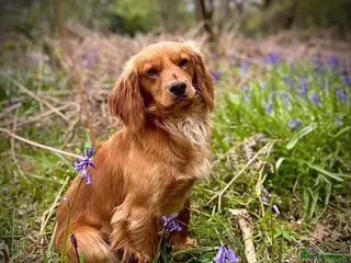 Cocker Spaniel dogs Small, Compact KC reg,Health Tested Cocker at Stud - Advert 2