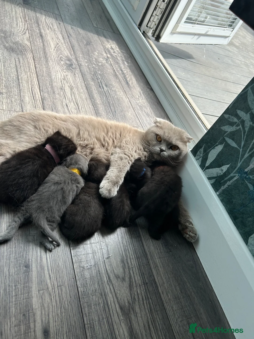 Scottish Fold cats for sale: Grey/blue Scottish straight - Advert 8