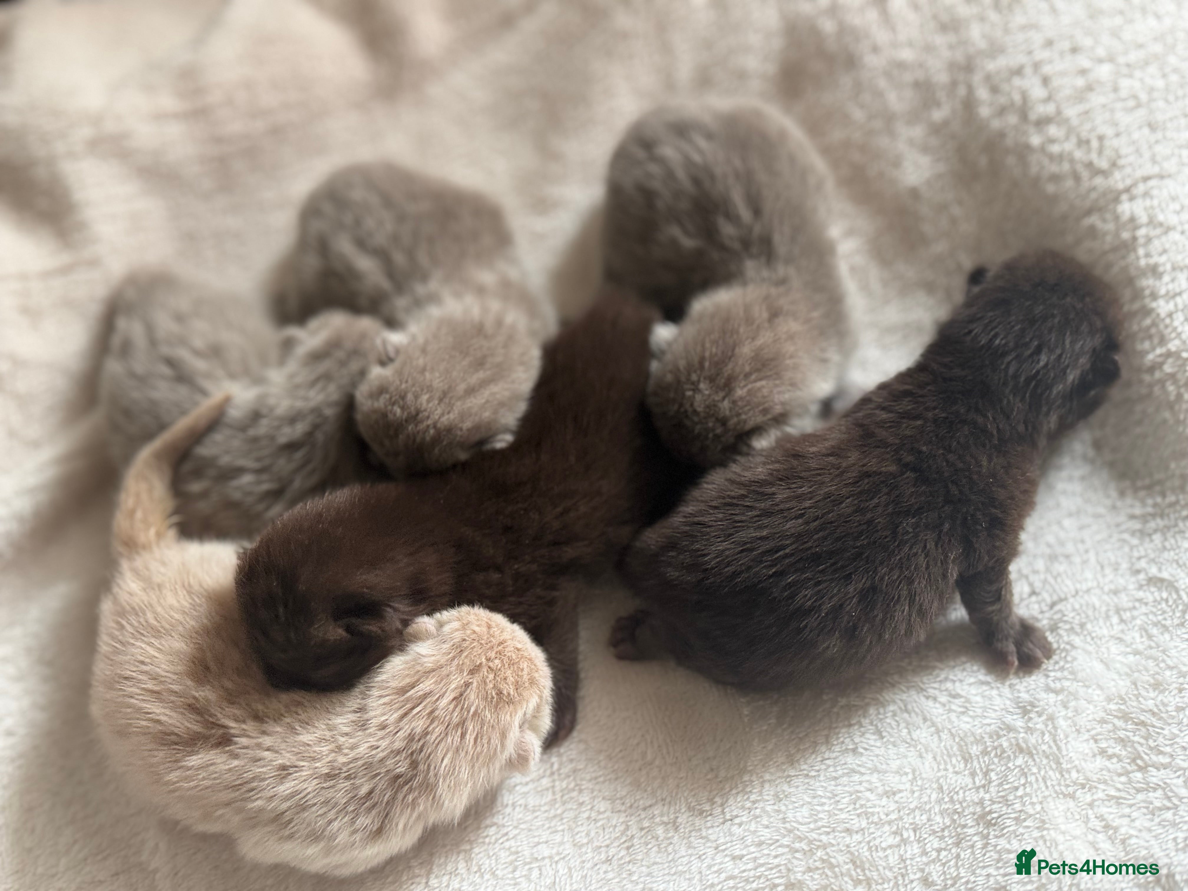 British Shorthair cats 🤎BSH kittens 💜TICA REG  in Chorley - Advert 3