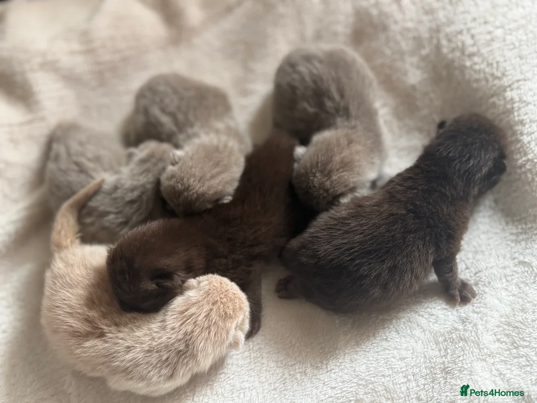 British Shorthair cats for sale: 🤎BSH kittens 💜TICA REG  in Chorley - Advert 1