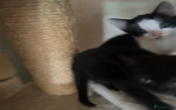 Mixed Breed cats for sale: Scottish fold cross for sale  - Image 3