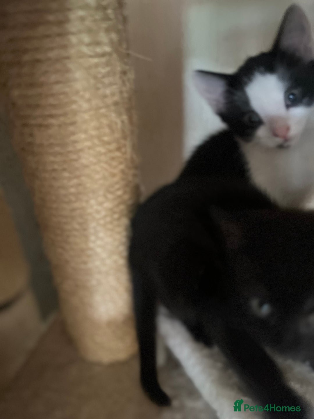 Mixed Breed cats for sale: Scottish fold cross for sale  - Image 3