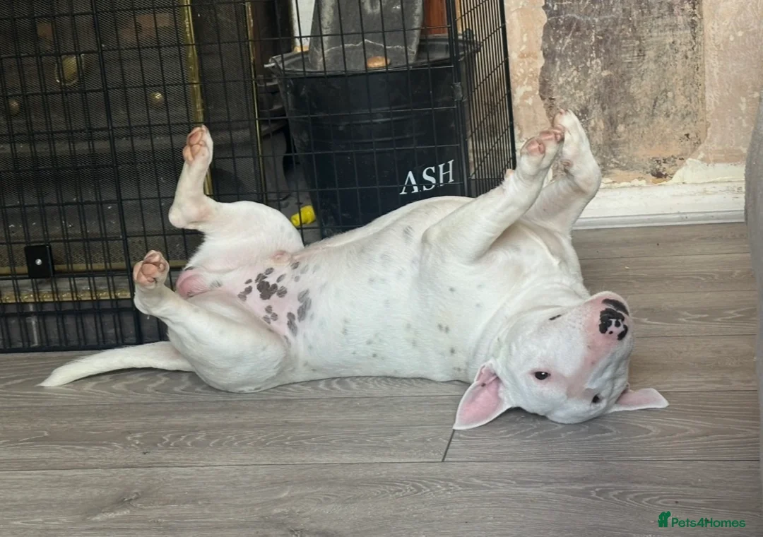 Miniature Bull terrier dogs for sale: RKC reg Minature Bull terrier  - Advert 5