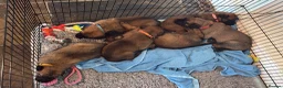 Belgian Shepherd Dog dogs for sale: Belgian Malinois Puppies – £1200 – Reigate, Surrey - Advert 8