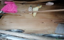 Cockatiels birds for sale: Range Of Cockatiels *read description - Image 19