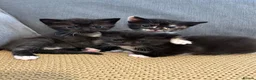 Mixed Breed cats for sale: Stunning Baby’s for sale  - Advert 4