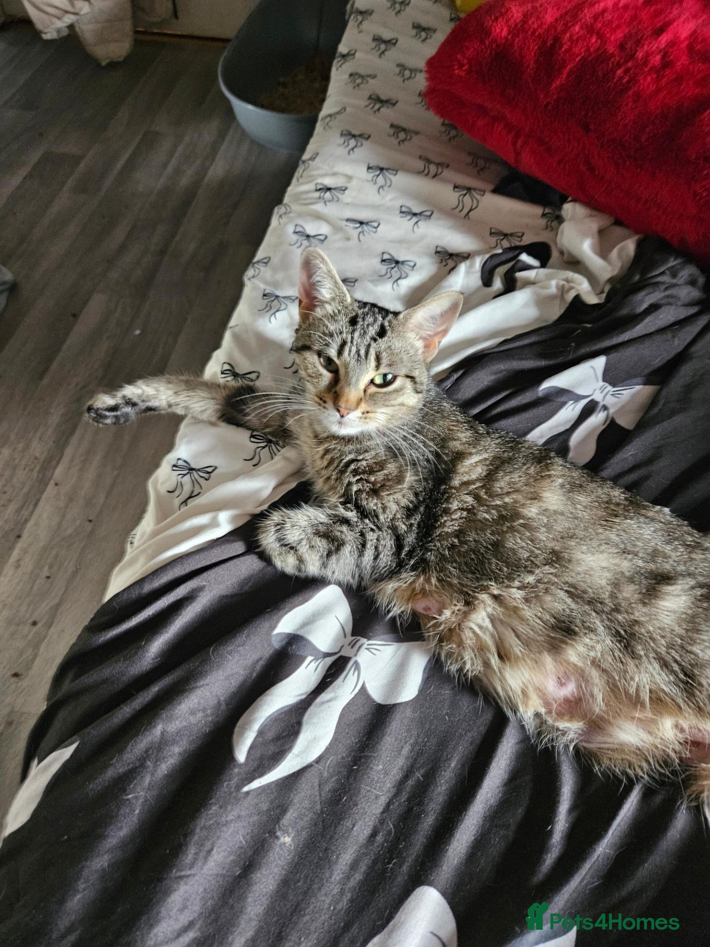 Mixed Breed cats Gorgeous tabby kittens  - Advert 4