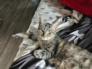 Mixed Breed cats Gorgeous tabby kittens - Advert 13