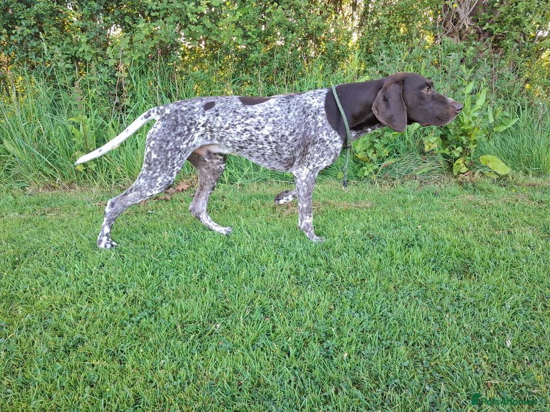German Shorthaired Pointer dogs for stud: Stunning Proven German shorthaired pointer  in Shrewsbury - Image 5