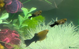 Mollies fish for sale: Free Baby Halloween Mollys - Image 1