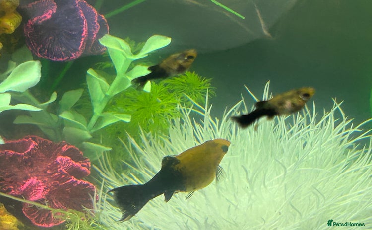 Mollies fish - Advert 1