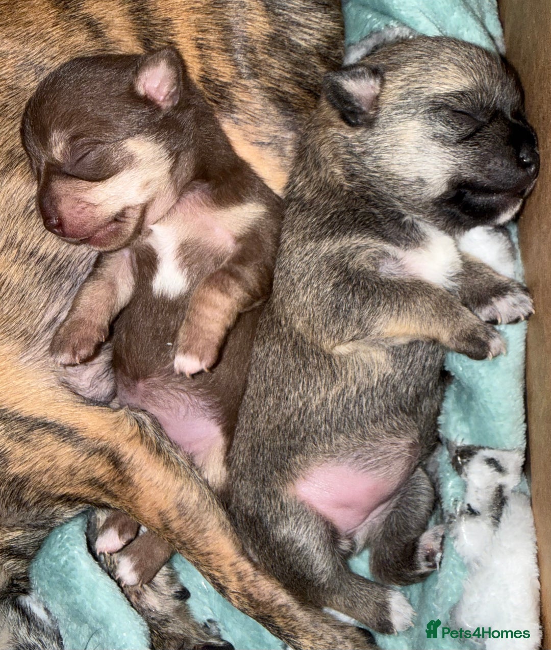 Chihuahua dogs for sale: 2 Female chihuahua puppies  - Advert 6