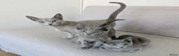 Russian Blue cats for sale: Affectionate Pedigree Kittens Ready Now - Advert 6