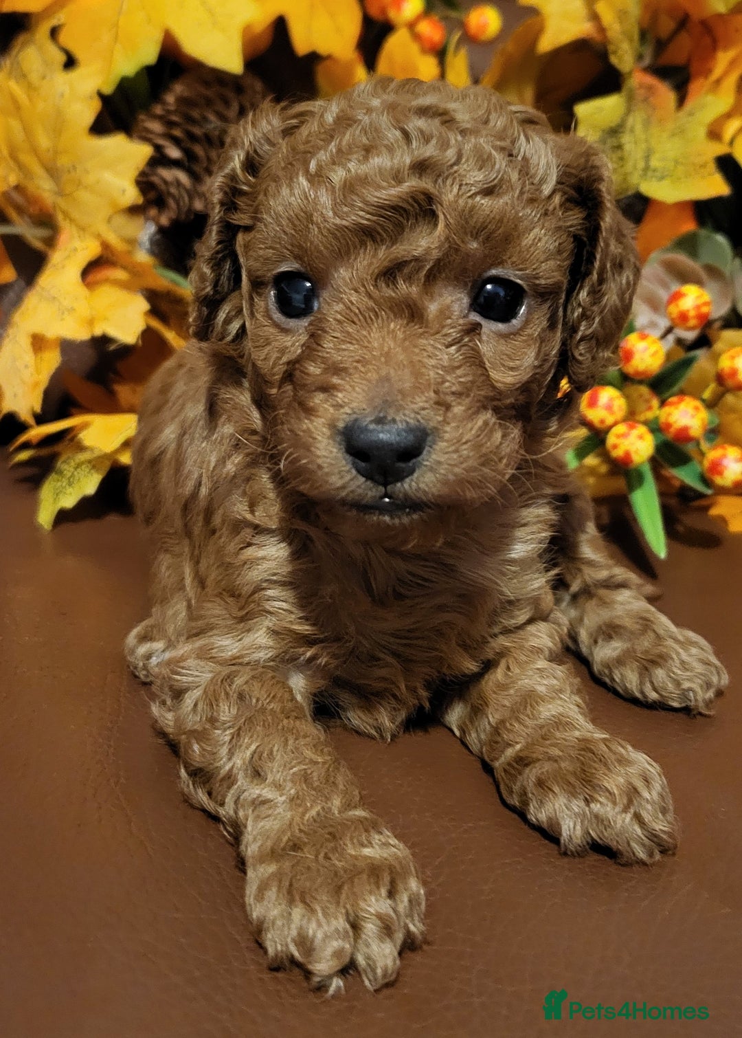 Cockapoo dogs for sale: Golden and Apricot Red F1b Cockerpoos for sale! - Image 12