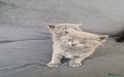 British Shorthair cats for sale: Beautiful British shorthair female kittens - Image 2