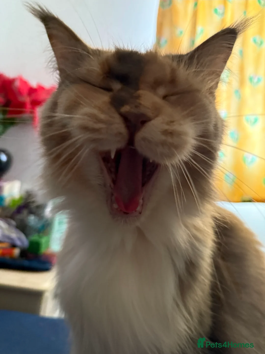 Maine Coon cats for sale: Stunning Maine Coon - Advert 2