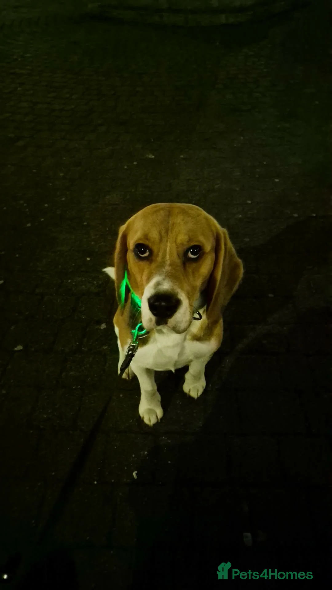 Beagle dogs for sale: Beagle for sale - Advert 3