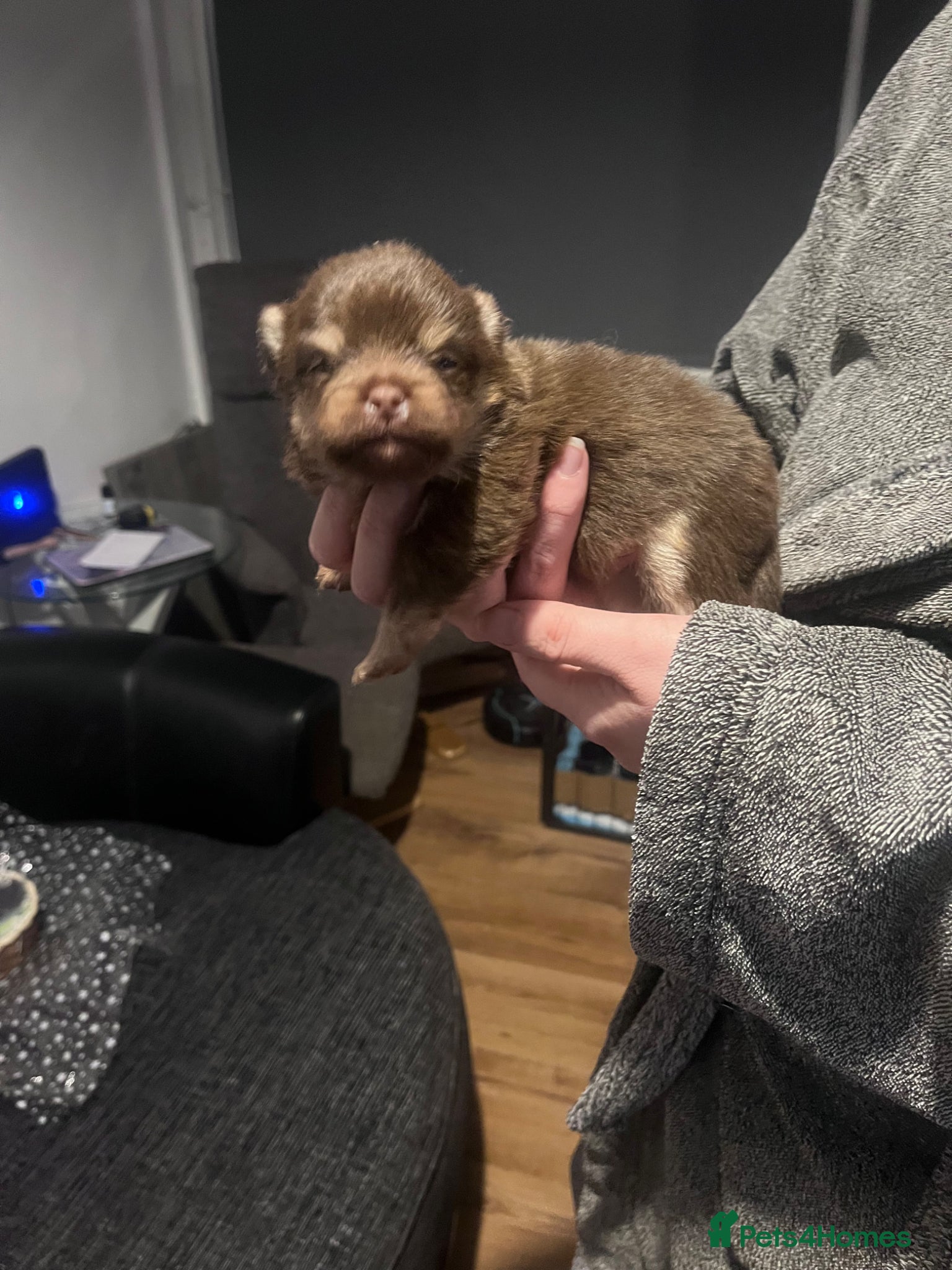 Pomeranian dogs Beautiful Boys Looking for 5 Star Homes - Advert 5