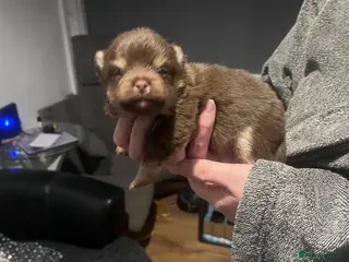 Pomeranian dogs Beautiful Boys Looking for 5 Star Homes - Advert 5