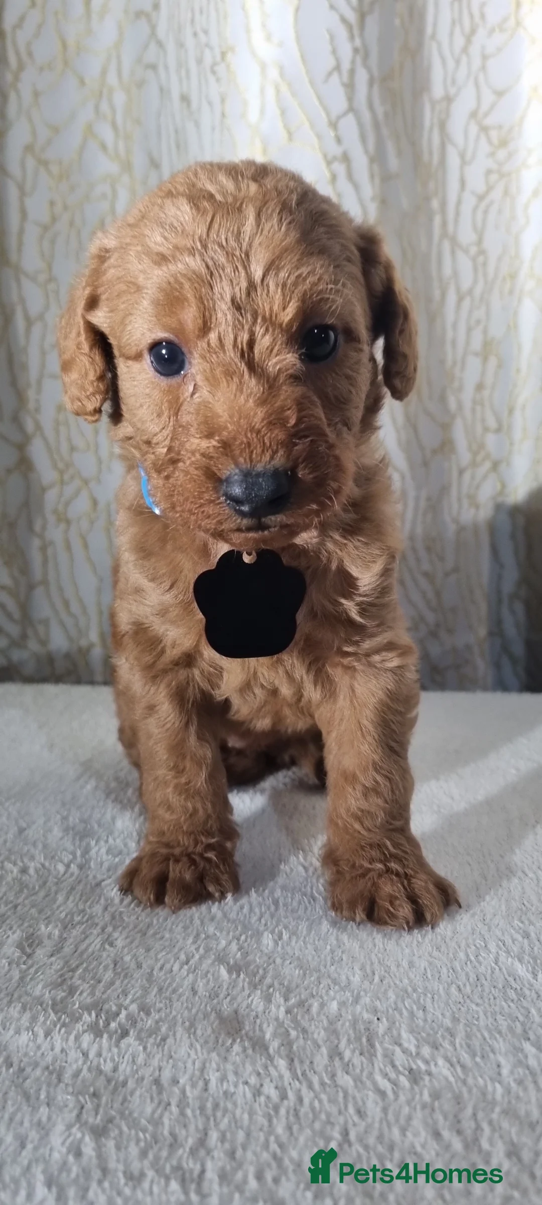 Labradoodle dogs for sale: Labradoodle Fox Red ❤️ Health Check - Advert 24