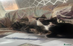 British Shorthair cats for sale: Beautiful kittens 3 girls 1 boy - Image 5