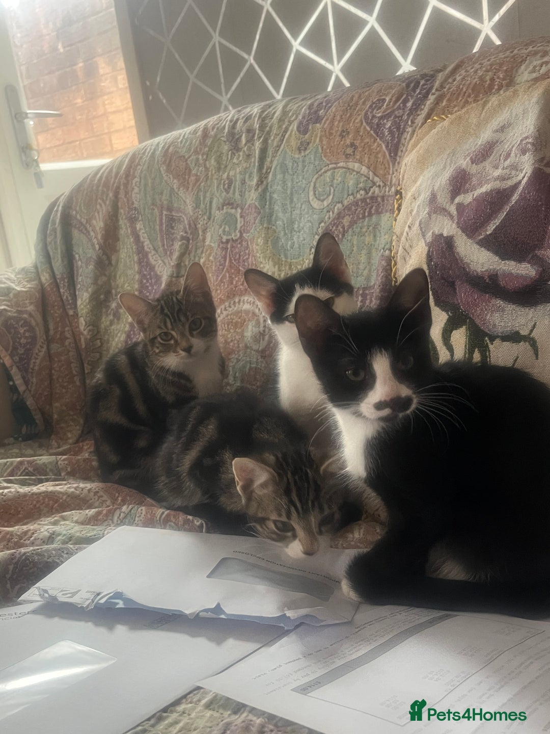 British Shorthair cats for sale: Beautiful kittens 3 girls 1 boy - Image 5