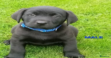 Labrador Retriever dogs - Advert 1