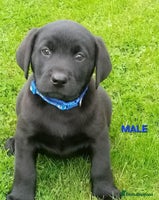 Labrador Retriever dogs - Advert 1