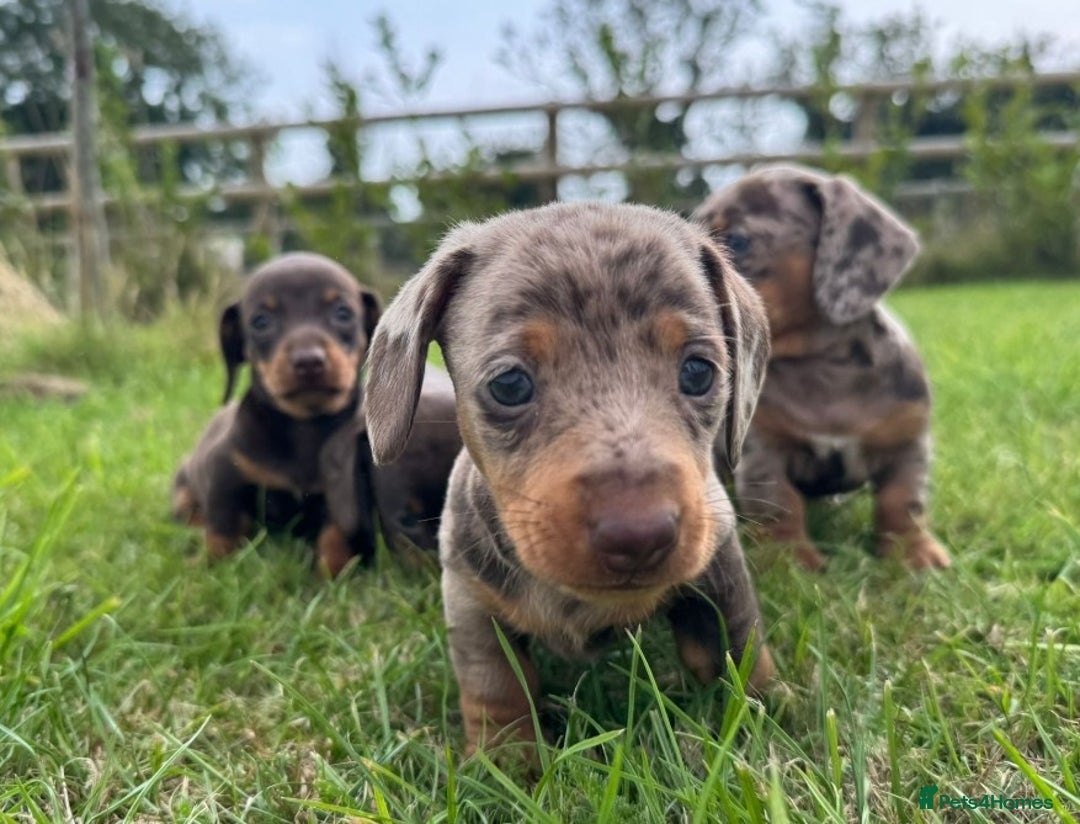 Miniature Dachshund dogs for sale: *CHAMPION LINES* Miniature Dachshund puppies - Image 6