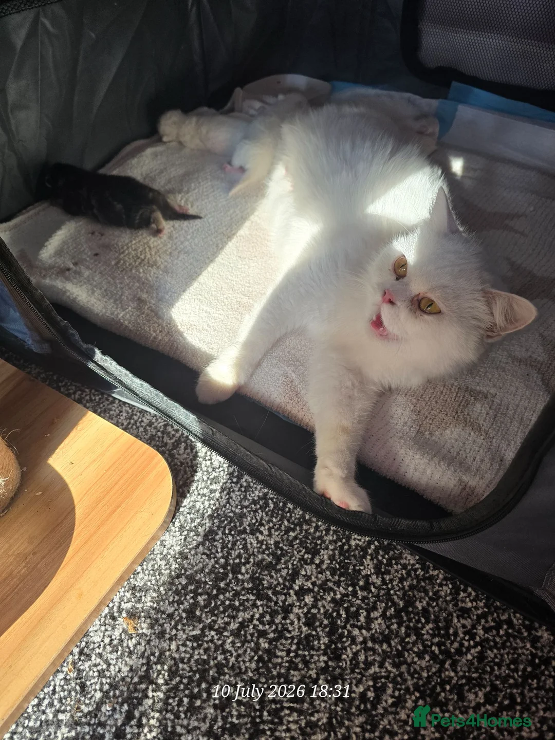 Exotic cats for sale: Persian/British Shorthaired cats - Advert 9