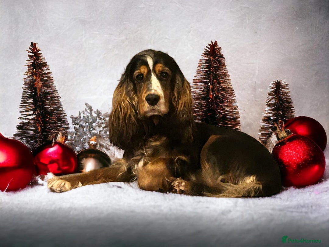 Cockapoo dogs for sale: Gorgeous F1 Cockapoo puppies  - Advert 3