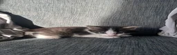 Mixed Breed cats for sale: 5 beautiful black tie/ ragdoll kittens for sale  - Advert 23