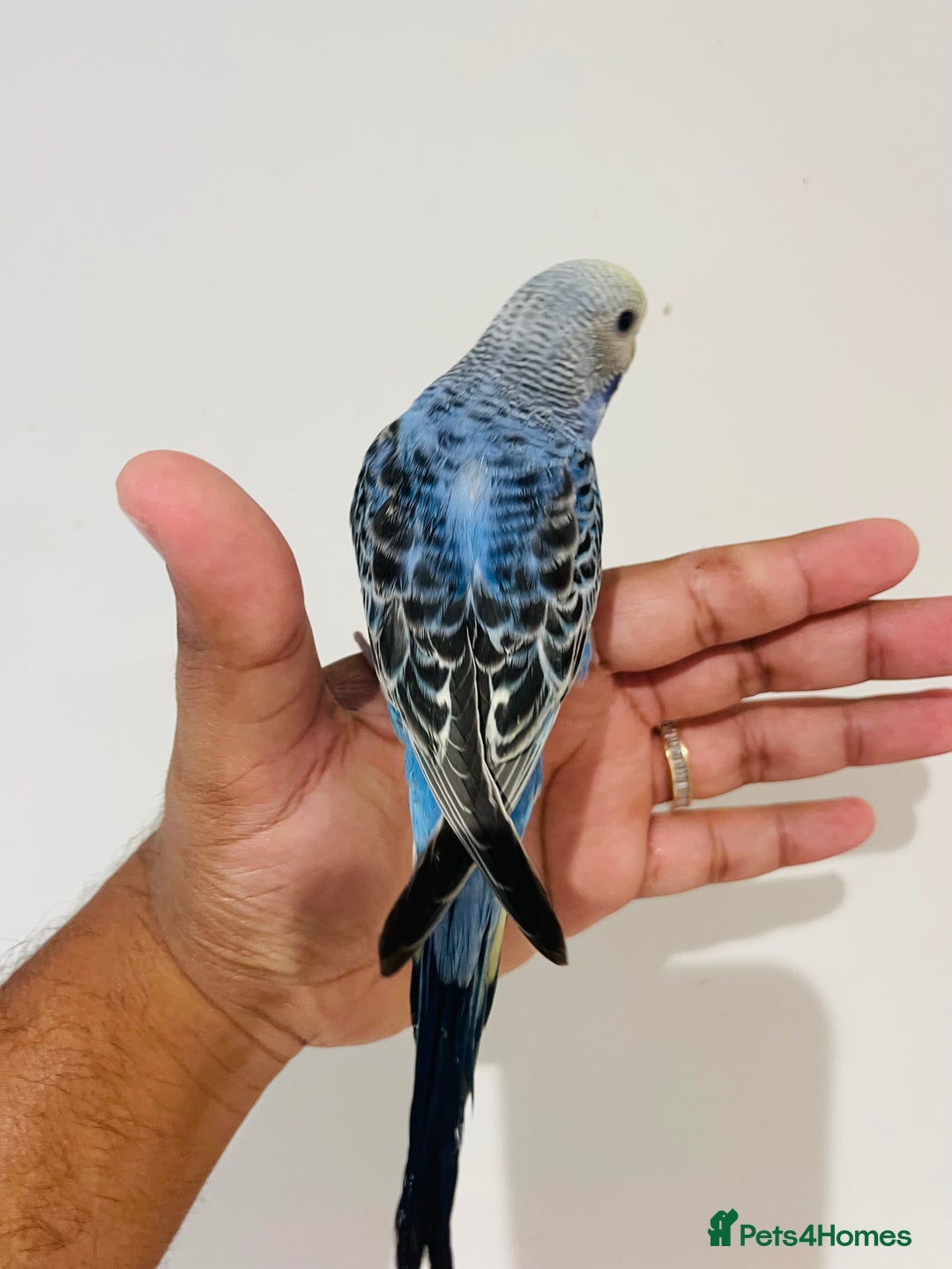 Budgerigars birds for sale: Hand reared budgies for sale  - Image 14