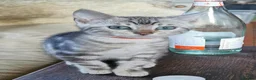 Bengal cats for sale: Beautiful Bengal Silver Marbled and Snow girls.  - Advert 4