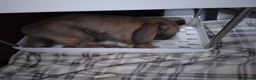 Mixed Breed rabbits for sale: Experienced home wanted - Advert 6
